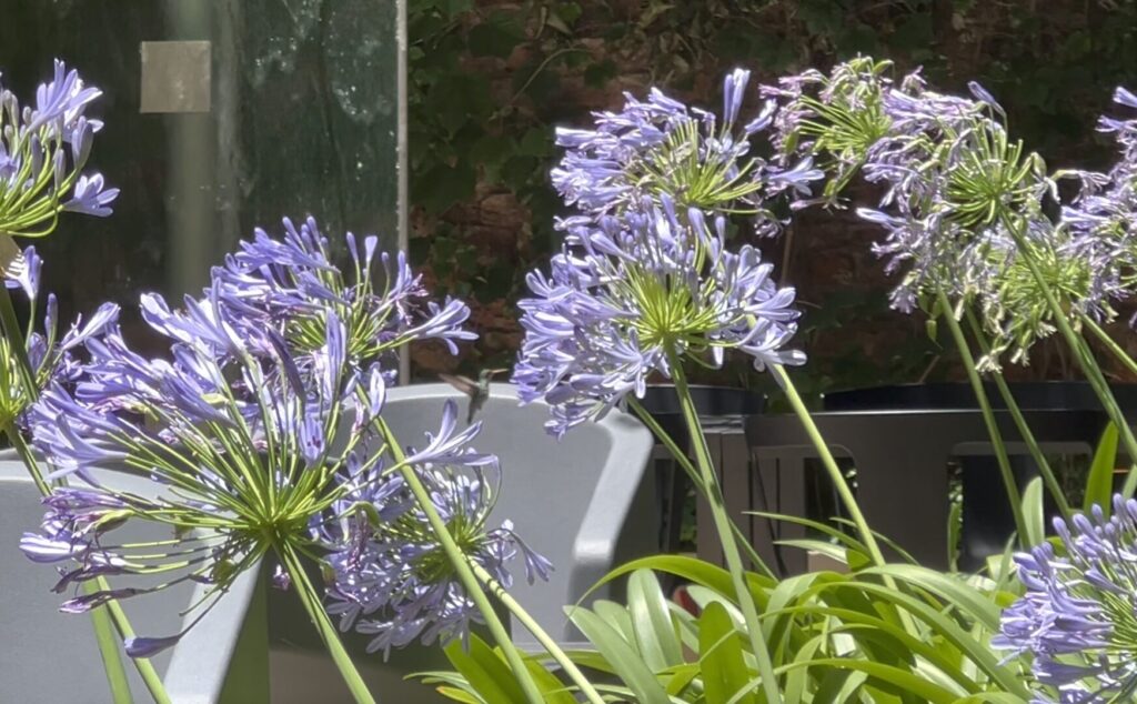 Palo Santo Green Hotel Buenos Aires